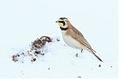 Horned Lark